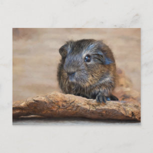 Carte Postale Peinture de porc de la petite Guinée