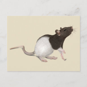 Carte Postale Peinture de rat pour animaux