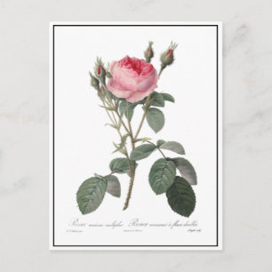 Carte Postale Peinture de roses anciennes roses pâles