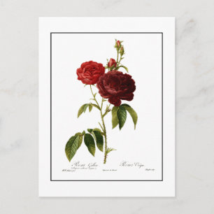 Carte Postale Peinture de roses vintages rouge profond