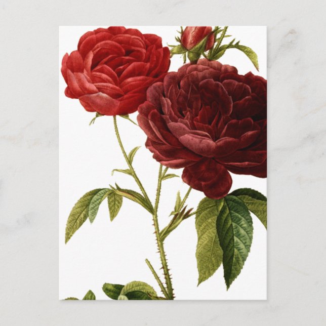 Carte Postale Peinture de roses vintages rouge profond (Devant)