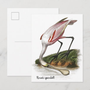 Carte Postale Peinture de spatule rosée Petit
