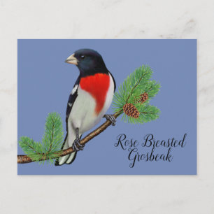 Carte Postale Peinture d'oiseau noir et rouge Roselin à tête noi