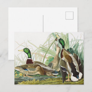 Carte Postale Peinture d'oiseaux chez le canard colvert Audubon