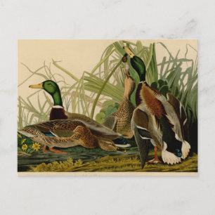 Carte Postale Peinture d'oiseaux de Mallard Duck Audubon