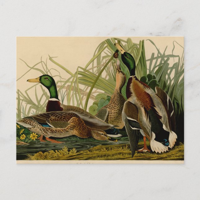 Carte Postale Peinture d'oiseaux de Mallard Duck Audubon (Devant)