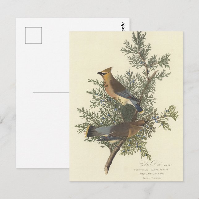 Carte Postale Peinture d'oiseaux sur le cèdre d'Audubon (Devant / Derrière)