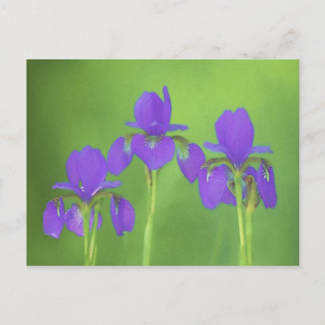 Carte Postale Peinture Iris Violet - Art Fleur Originale (Devant)