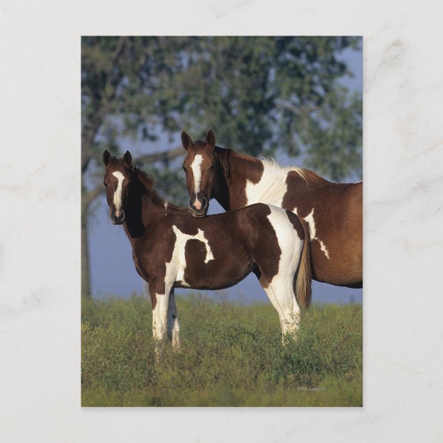 Carte Postale Peinture Mare & Foie (Devant)