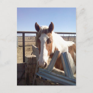 Carte Postale Peinture observée somnolente