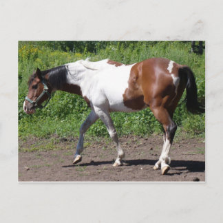 Carte Postale Peinture pure