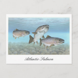 Carte postale Peinture Saumon Atlantique