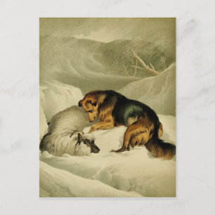 Carte Postale Peinture vintage : Berger allemand dans la neige