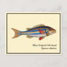 Peinture vintage de poisson à tête dorée rayée ble