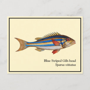 Carte Postale Peinture vintage de poisson à tête dorée rayée ble
