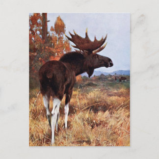 Carte Postale Peinture vintage d'orignaux