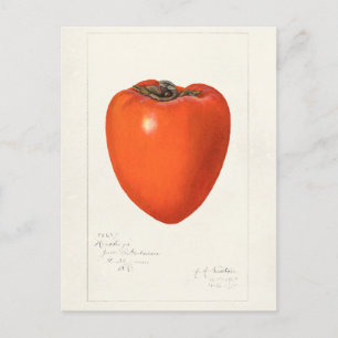 Carte Postale Peinture vintage Persimmon Fruit Aquarelle