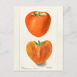 Carte Postale Peinture vintage Persimmons Fruit Aquarelle