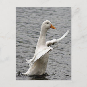 Carte Postale Pekin Duck Photo
