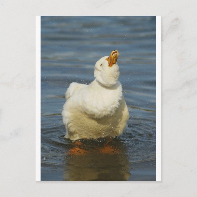 Carte Postale Pekin Shake (Devant)