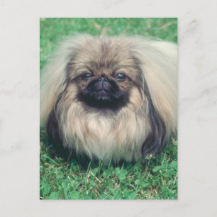 Carte Postale Pekingese