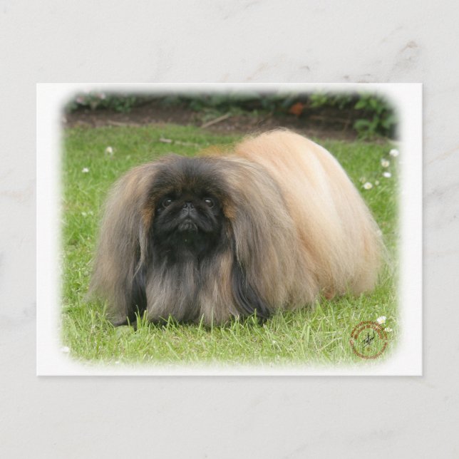 Carte Postale Pekingese 9Y218D-016 (Devant)