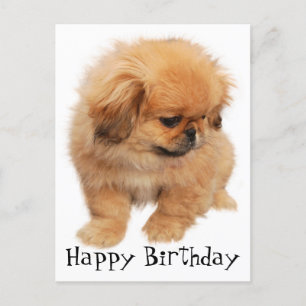 Carte Postale Pekingese Joyeux Anniversaire Chien chiot noir