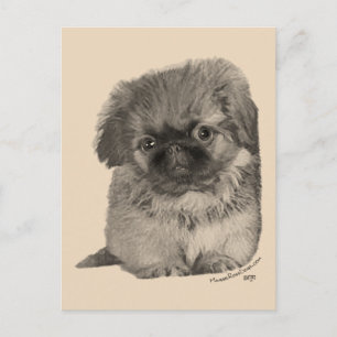 Carte Postale Pekingese Puppy