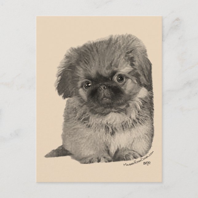 Carte Postale Pekingese Puppy (Devant)