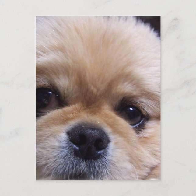 Carte postale Pekingese Puppy (Devant)