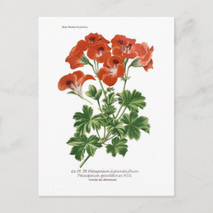 Carte Postale Pelargonium grandiflorum