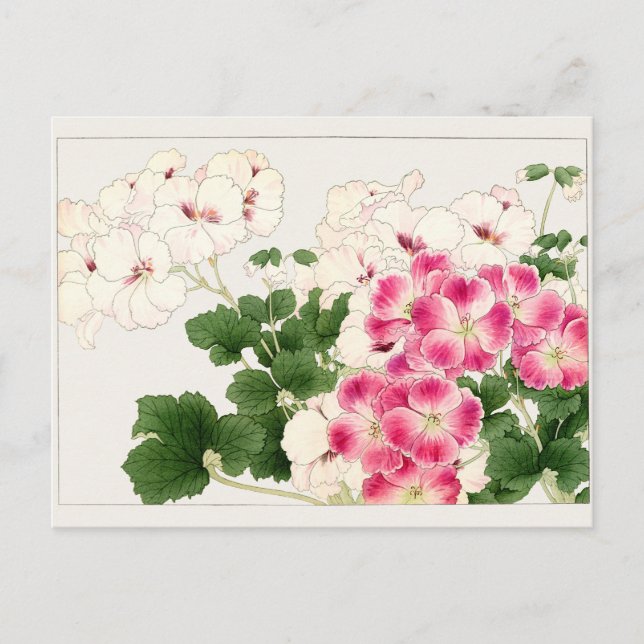Carte Postale Pelargonium par Tanigami Konan (Devant)