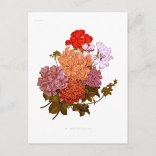 Carte Postale Pelargoniums à feuilles d'ivoire