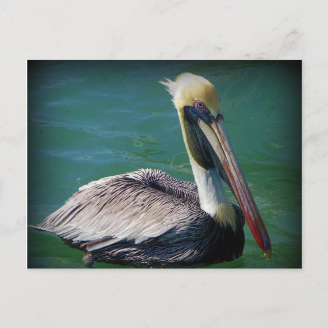 Carte postale Pelican (Devant)