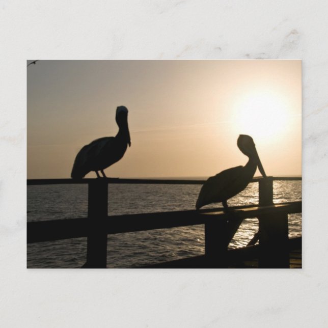 Carte postale Pelican (Devant)