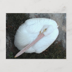 Carte Postale Pélican