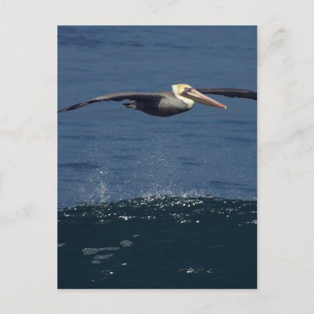 Carte Postale Pélican (Devant)