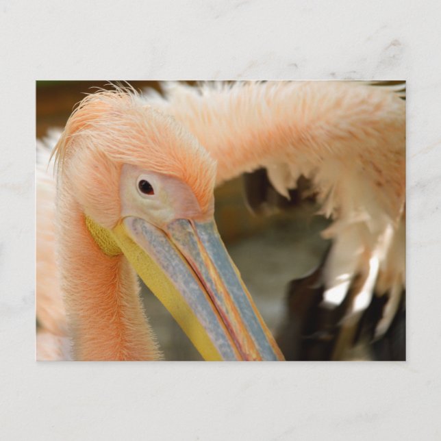 Carte postale Pelican (Devant)