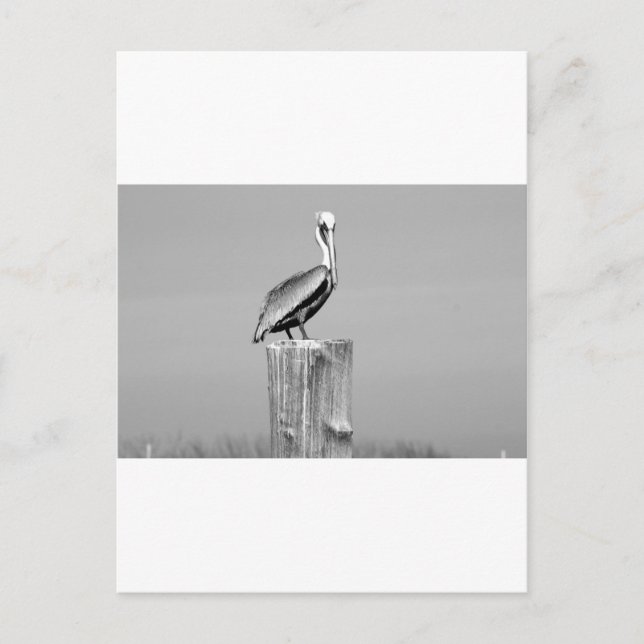 Carte Postale pélican (Devant)