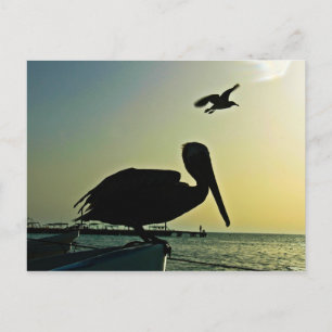 CARTE POSTALE PELICAN