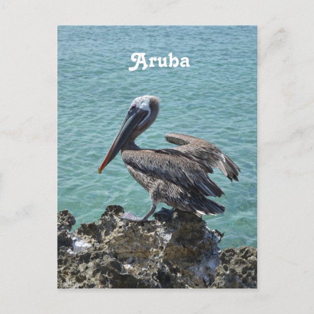 Carte Postale Pélican à Aruba (Devant)
