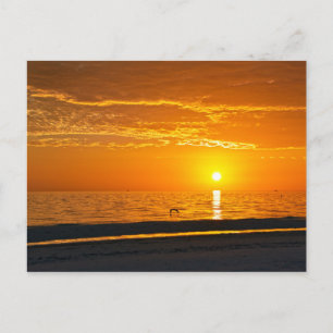 Carte Postale Pélican à Orange Florida coucher de soleil