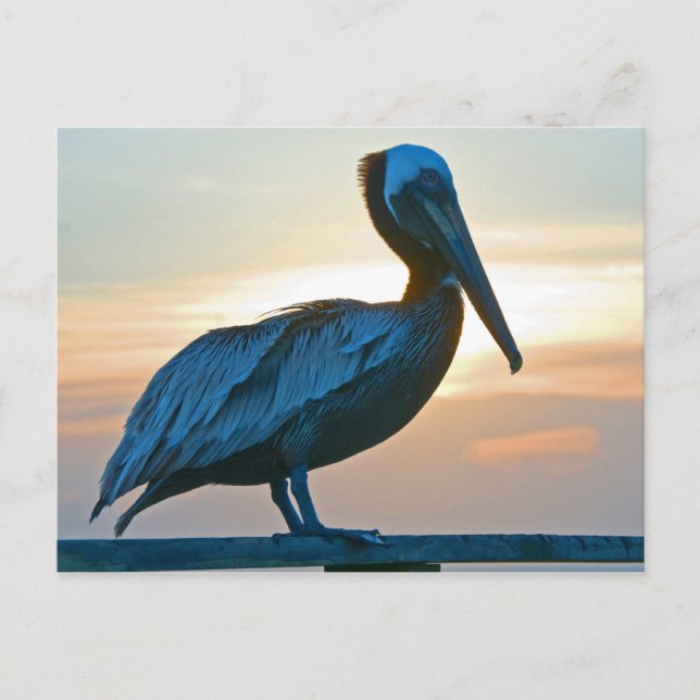 Carte Postale Pelican Alone/ Post Card (Devant)