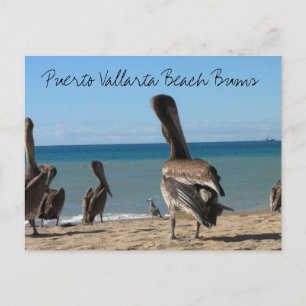Carte Postale Pelican Beach Bums