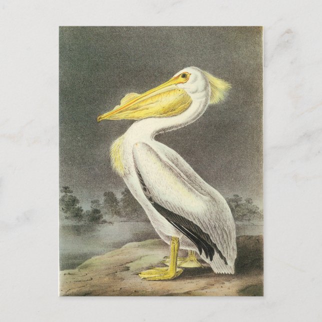 Carte Postale Pélican blanc américain (Devant)