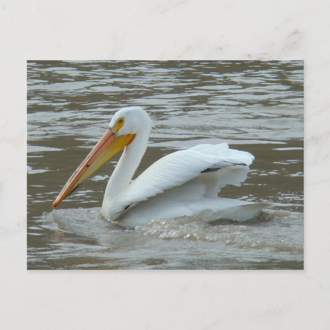 Carte Postale Pélican blanc B14 sur la rivière boueuse (Devant)