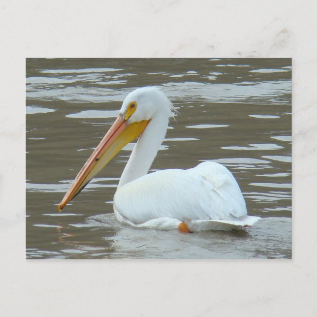 Carte Postale Pélican blanc B15 sur l'eau boueuse (Devant)