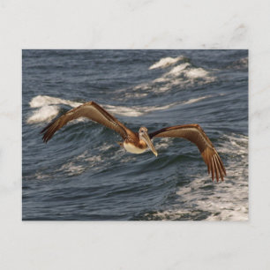 Carte postale Pélican Brown