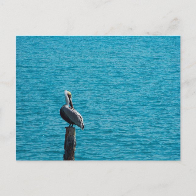 Carte Postale Pélican Brown (Devant)