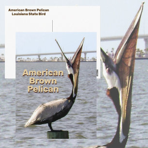 Carte Postale Pélican brun américain oiseau de l'État de Louisia